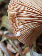 Lactarius hepaticus