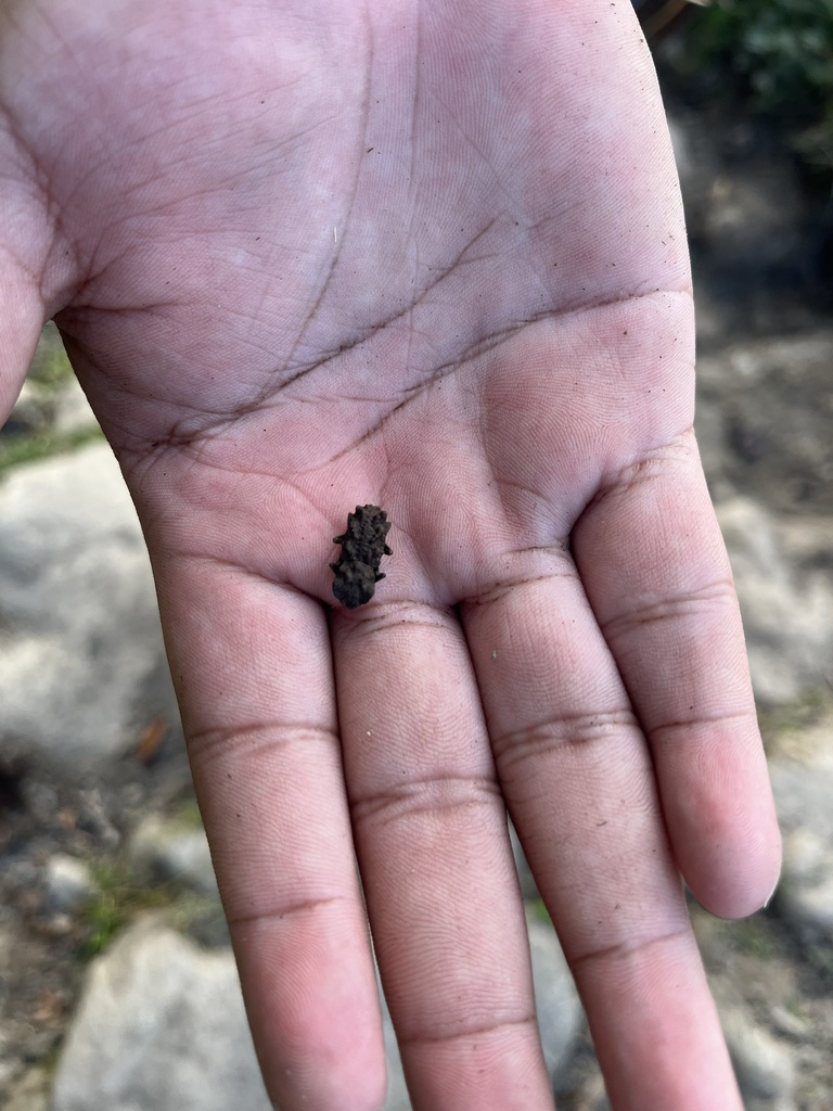 Nosoderma