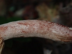 Lactarius hepaticus