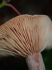 Lactarius hepaticus