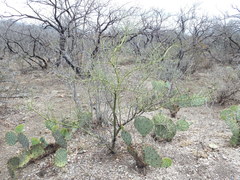 Parkinsonia texana