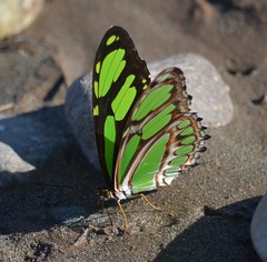 Philaethria dido