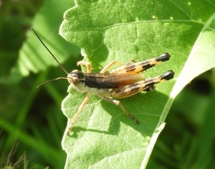 Boopedon flaviventris