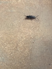 Placosternus difficilis