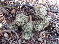Mammillaria sphaerica
