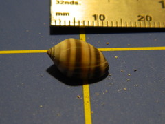 Melampus