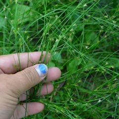 Juncus interior