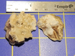 Saccostrea glomerata