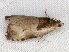 Olethreutes punctanum