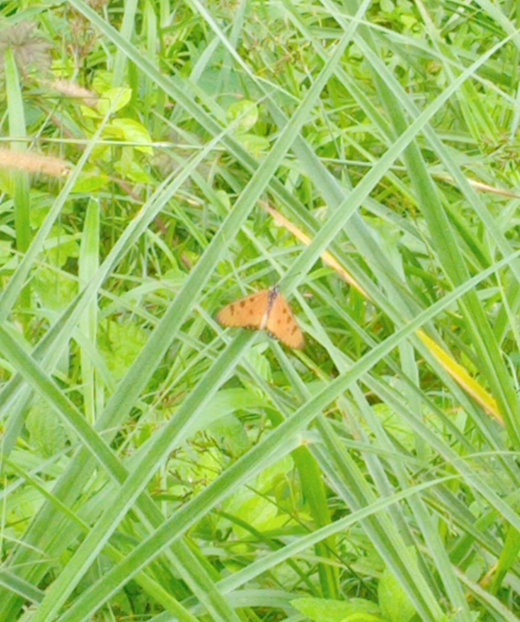 Tawny Coster
