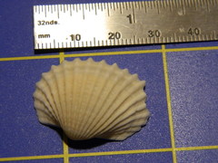 Tegillarca