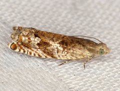 Epinotia solicitana