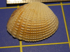 Gafrarium pectinatum