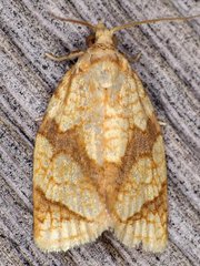 Adoxophyes negundana