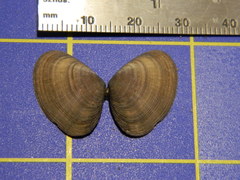 Donacidae