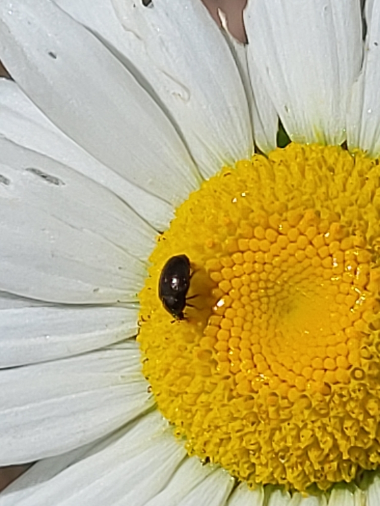 Beetles from Uler, WV 25266, USA on May 25, 2025 at 02:29 PM by Bryan C ...