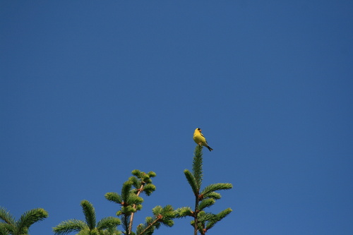 American Goldfinch
