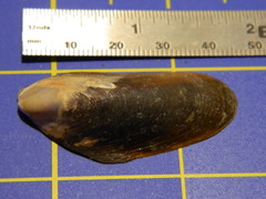 Modiolus modiolus