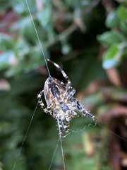 Araneus nordmanni