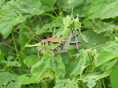 Brachystola behrensii