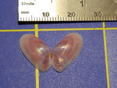 Tellinoidea