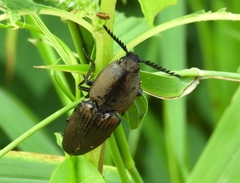 Chalcolepidius inops
