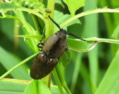Chalcolepidius inops
