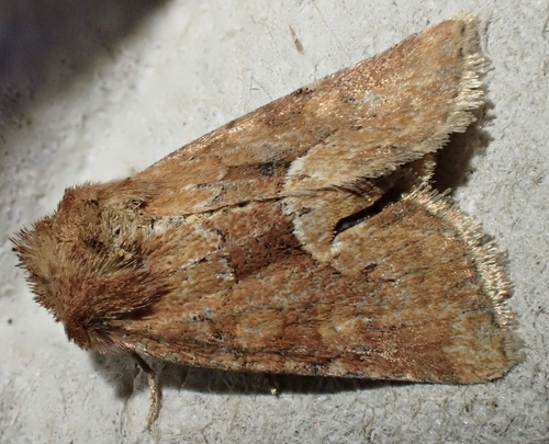 Middle-barred Minor, Graafland, Groot-Ammers, South Holland, NL, photo 6 of 10