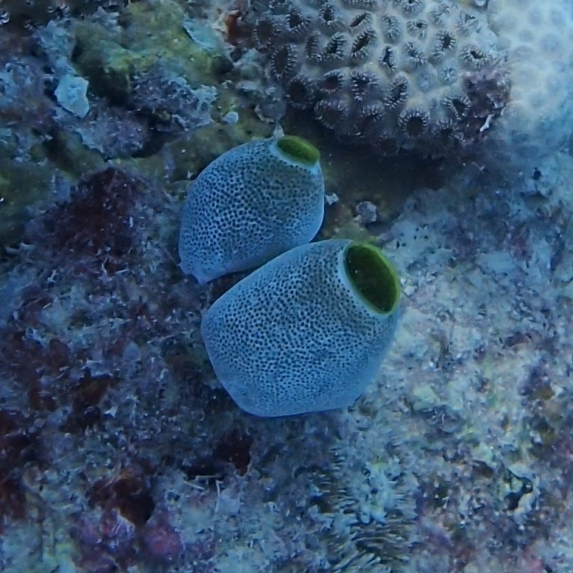 Green Barrel Sea Squirt