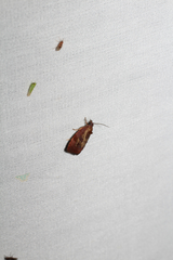 Evora hemidesma