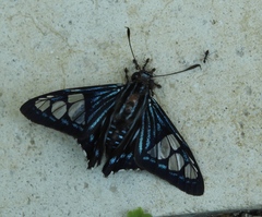 Phocides belus