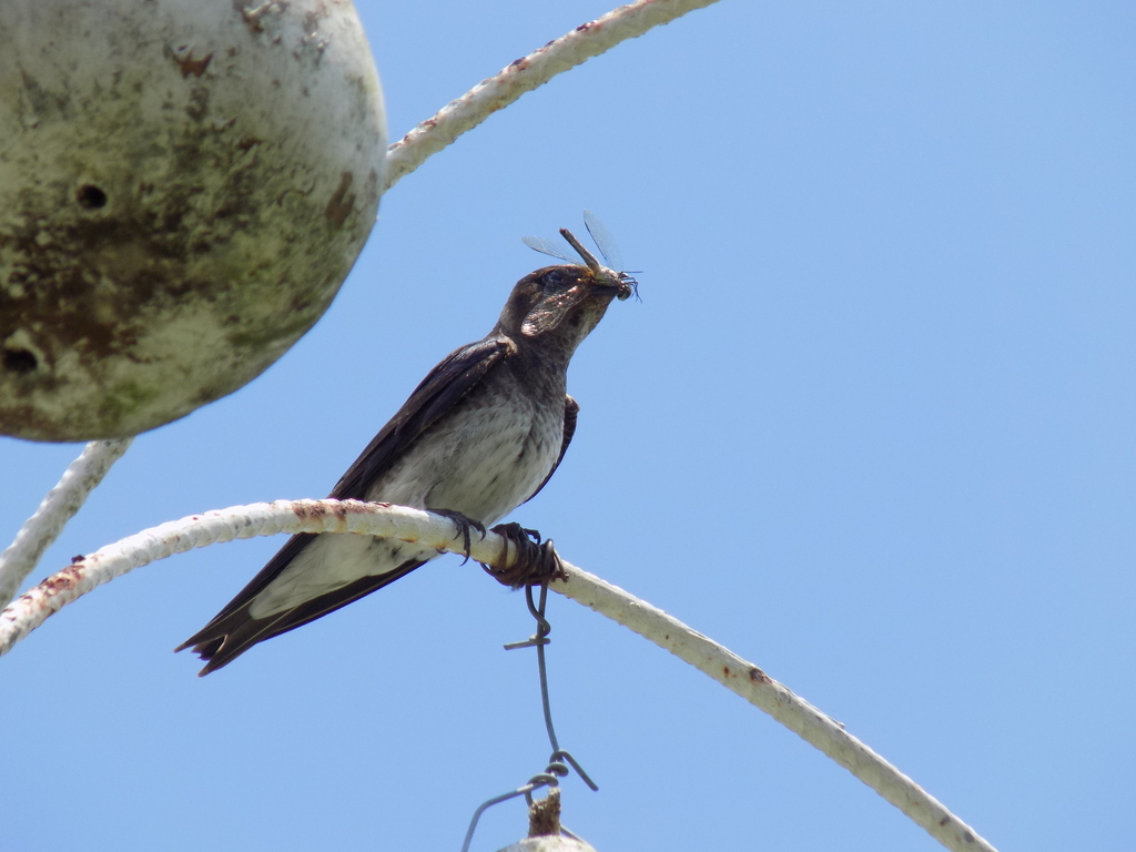 Purple Martin