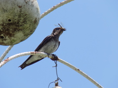 Purple Martin photo 1