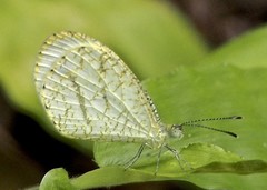 Leptosia