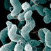 Campylobacter - Photo (c) Microbe World，保留部份權利CC BY-NC-SA
