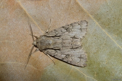 Acronicta tridens