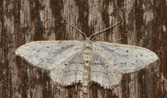 Idaea calunetaria