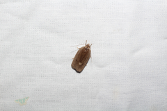 Antaeotricha osseella