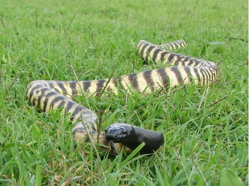 Black-headed Python sighting