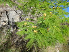 Leucaena greggii, photograph (c) Leticia Jiménez Hernández, some rights reserved (CC BY-SA)