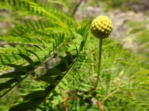 Leucaena greggii, photograph 5