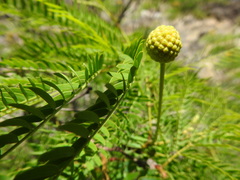 Leucaena greggii, photograph (c) Leticia Jiménez Hernández, some rights reserved (CC BY-SA)
