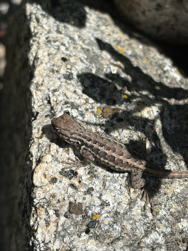iNaturalist observation photo of Common Sagebrush Lizard