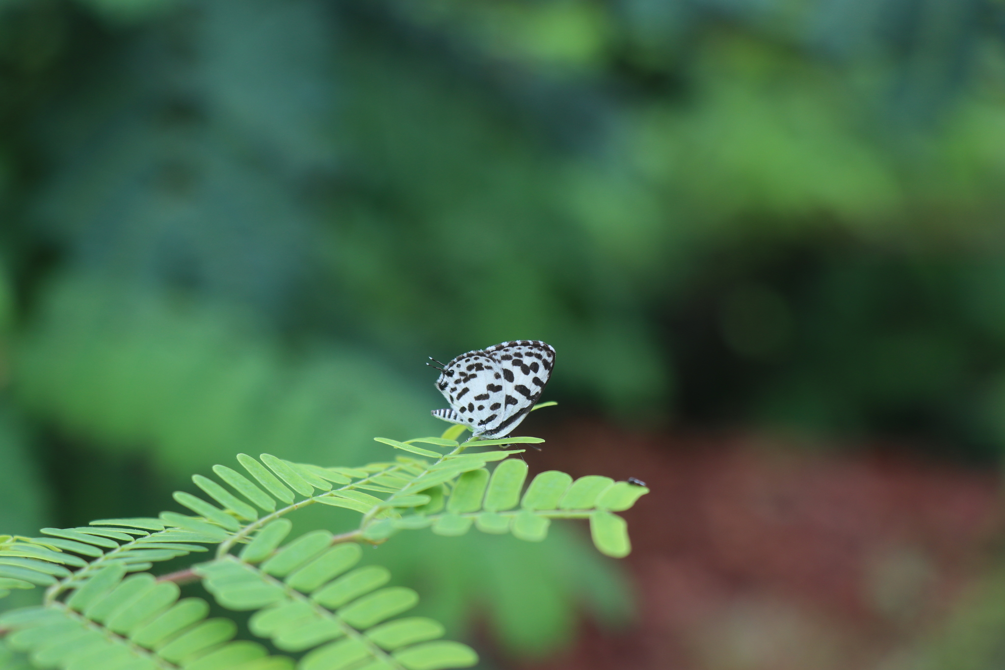 Common Pierrot