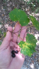Vitis rotundifolia munsoniana