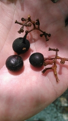 Vitis rotundifolia munsoniana