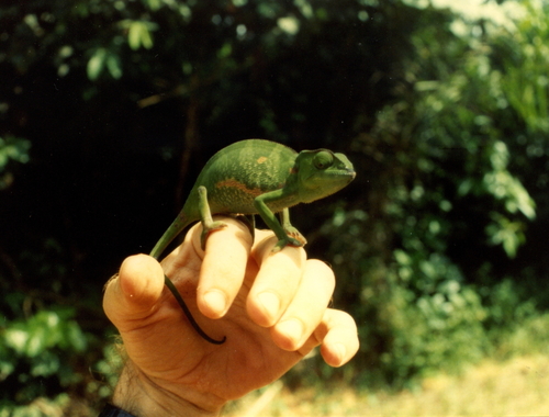 Graceful Chameleon