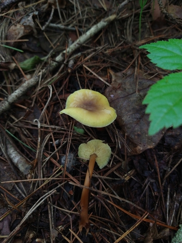 Gymnopus sp. 'JP02'