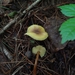 Gymnopus sp. 'JP02'