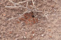 Pogonomyrmex maricopa